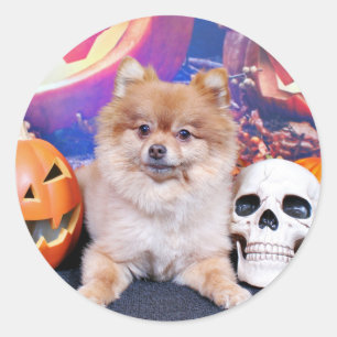 Adesivo Redondo Halloween - Pomerânia - Simba