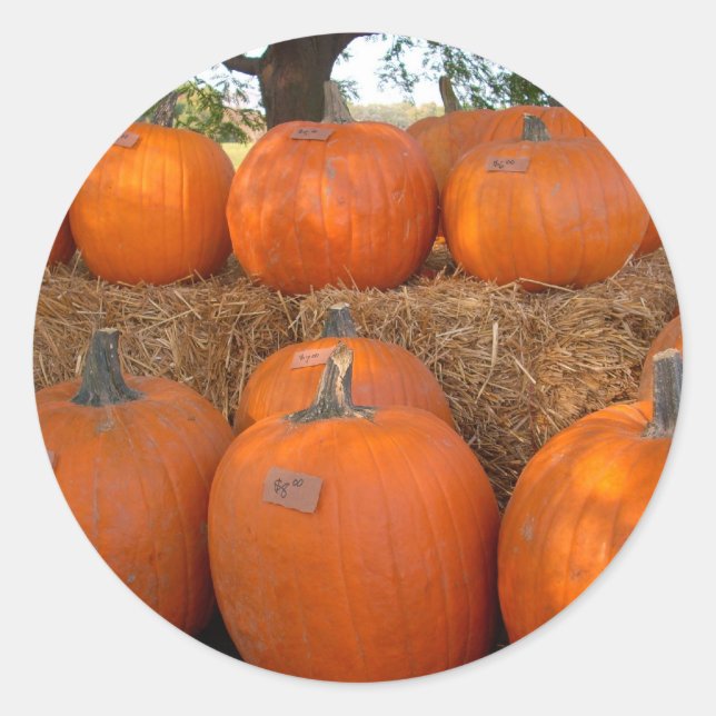Adesivo Redondo Halloween Pumpkins (Frente)