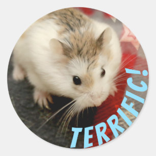 Adesivo Redondo Hammyville - Espetacular Hamster