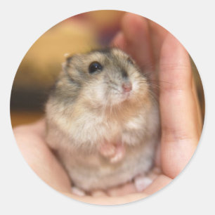 Adesivo Redondo Hamster ereto do bebê