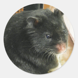 Adesivo Redondo Hamster Negro