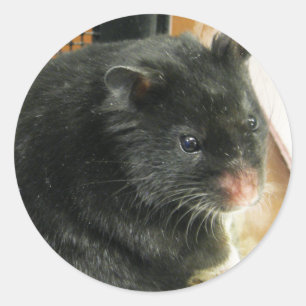 Adesivo Redondo Hamster preto