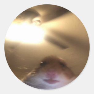 Adesivo Redondo Hamster Staring Meme