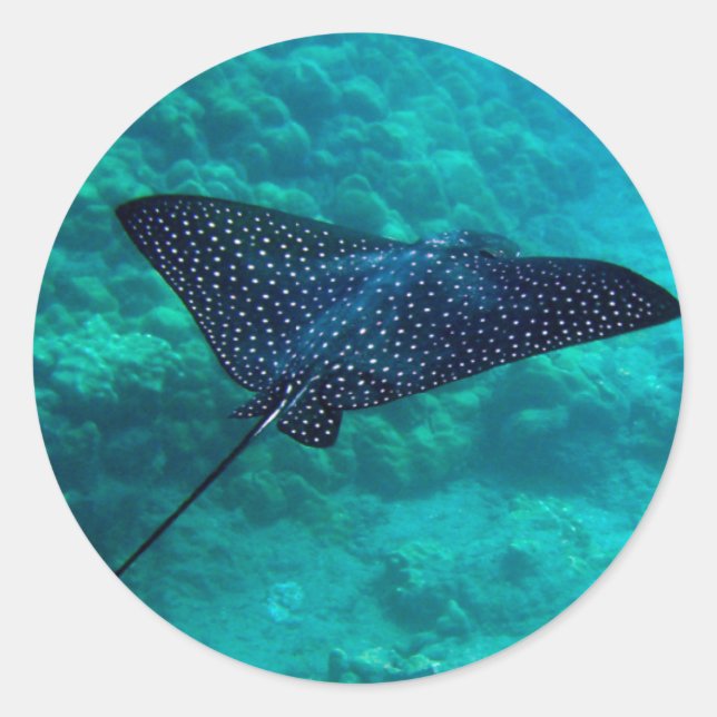 Adesivo Redondo Hanauma Bay Hawaii Spotted Eagle Ray (Frente)