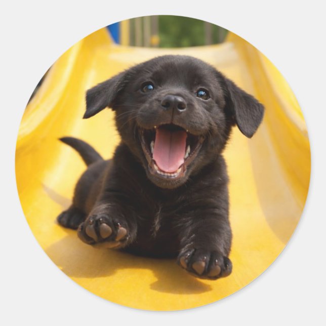 Adesivo Redondo Happy Black Labrador Puppy Slides Down Yellow Slid (Frente)