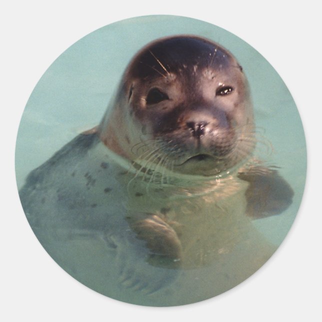 Adesivo Redondo Harbor Seal Sticker (Frente)