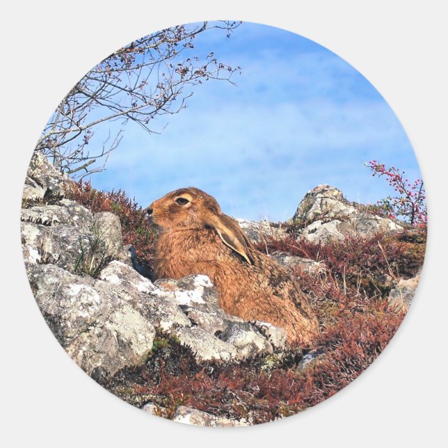 ADESIVO REDONDO HARE (Frente)