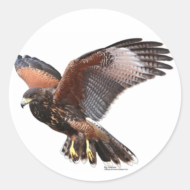 Adesivo Redondo Harris Hawk (Frente)