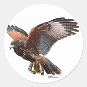 Adesivo Redondo Harris Hawk