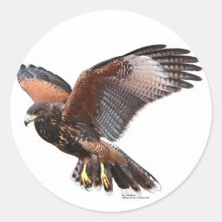Adesivo Redondo Harris Hawk