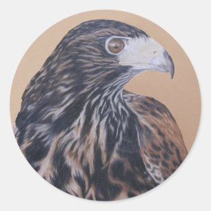 Adesivo Redondo Harris Hawk imaturo