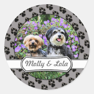 Adesivo Redondo Havanese - Lola & Yorkie - Molly