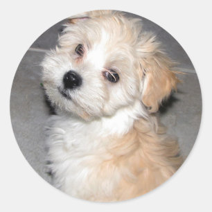 Adesivo Redondo Havanese Puppy