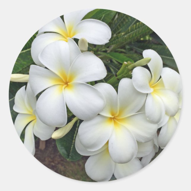 Adesivo Redondo Hawaii Plumeria Flowers (Frente)