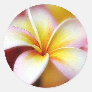 Adesivo Redondo Hawaiian branco da flor de Havaí do Frangipani do