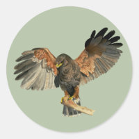 Hawk Flapping Wings Watercolor Painting