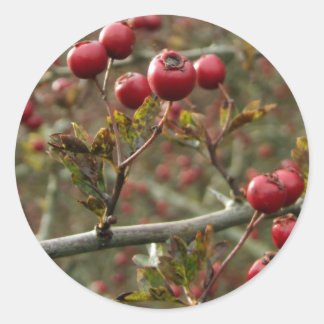 Adesivo Redondo Hawthorn Berries Stickers