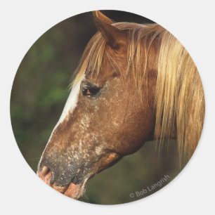 Adesivo Redondo Headshot 1 do cavalo do Appaloosa
