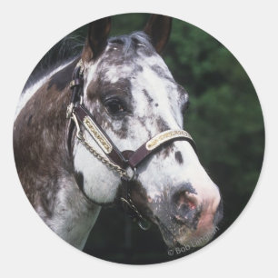 Adesivo Redondo Headshot 2 do cavalo do Appaloosa