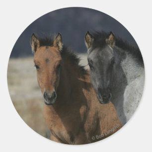 Adesivo Redondo Headshot do potro do mustang
