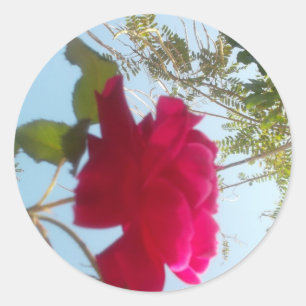 Adesivo Redondo Heavenly Bloom: Um Rosa Contra o Céu
