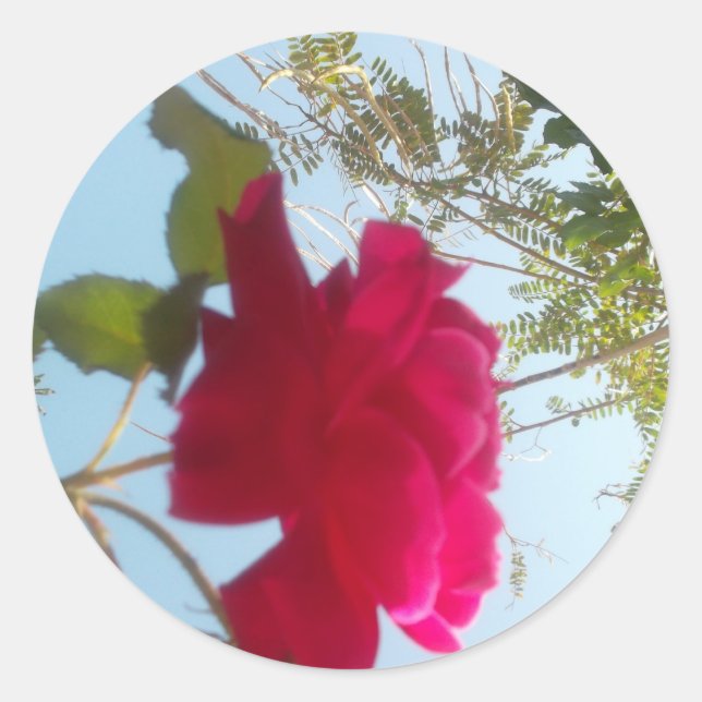 Adesivo Redondo Heavenly Bloom: Um Rosa Contra o Céu (Frente)