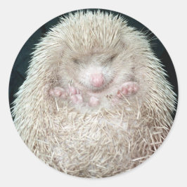 Adesivo Redondo Hedgehog