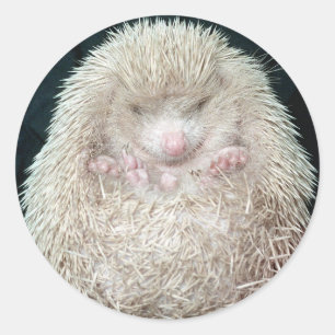 Adesivo Redondo Hedgehog