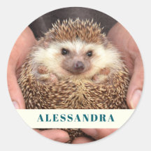 Hedgehog em mãos Foto