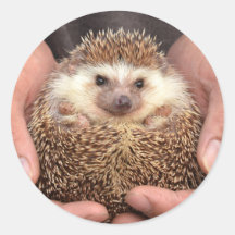 Hedgehog em mãos Foto