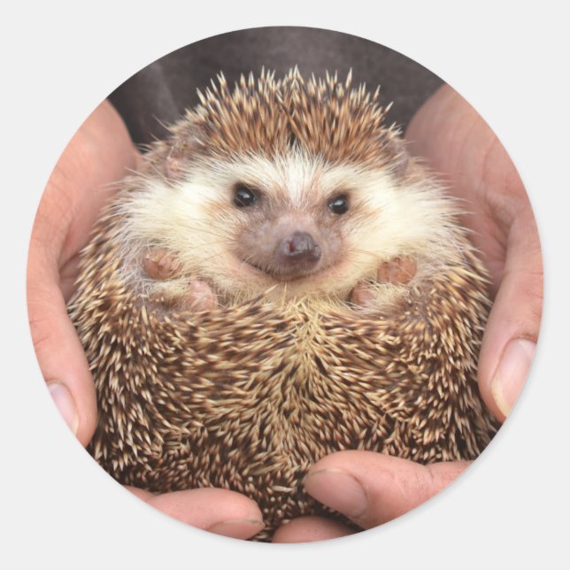 Adesivo Redondo Hedgehog em mãos Foto (Frente)
