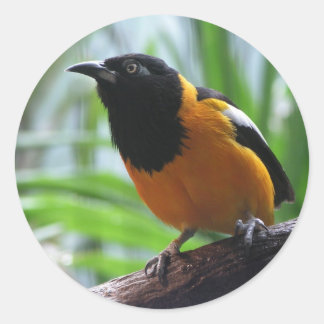 Adesivo Redondo Helaine's Oriole