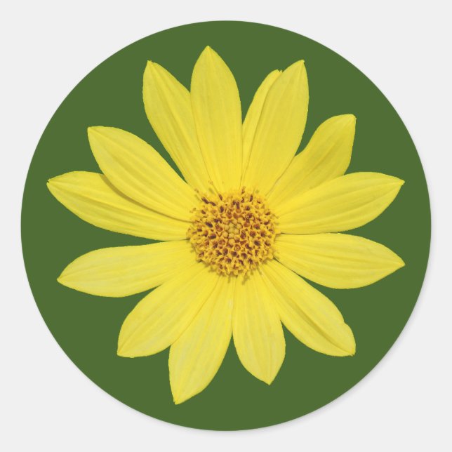 Adesivo Redondo Helianthus "Lemon Queen" Girassol (isolado) (Frente)