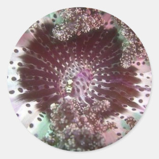 Adesivo Redondo Hellsfire Anemone