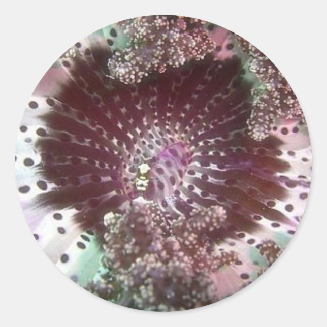 Adesivo Redondo Hellsfire Anemone (Frente)