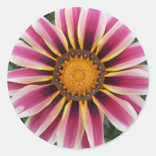 Adesivo Redondo Hereford