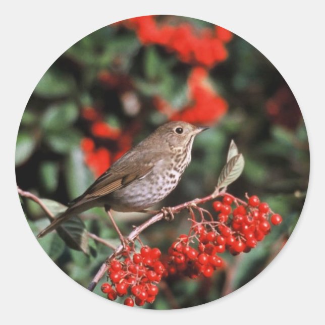 Adesivo Redondo Hermit Thrush (Frente)