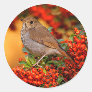 Adesivo Redondo Hermit Thrush Songbird no espinheiro-espinho