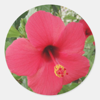 Adesivo Redondo Hibiscus