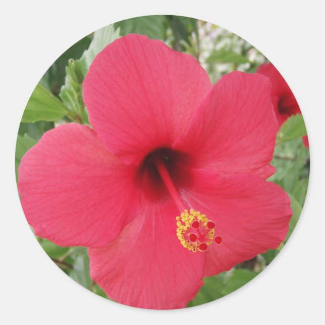 Adesivo Redondo Hibiscus (Frente)