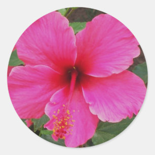 Adesivo Redondo Hibiscus