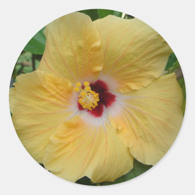 Adesivo Redondo Hibiscus Amarelo (Frente)