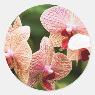 Adesivo Redondo Híbrido de Orquídea Laranja, África do Sul
