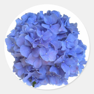 Adesivo Redondo Hídrangas florais do periwinkle azul Elegante