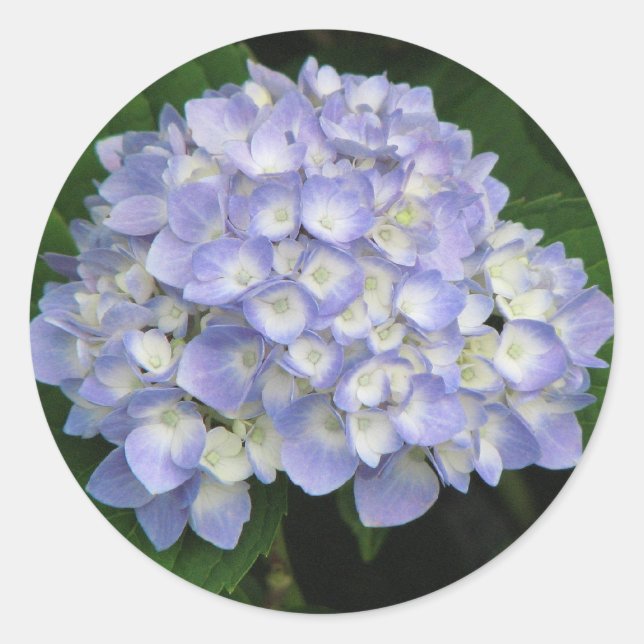Adesivo Redondo Hidrangea (Frente)