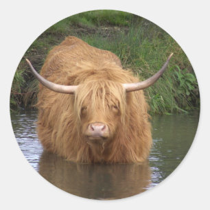 Adesivo Redondo Highland Cattle