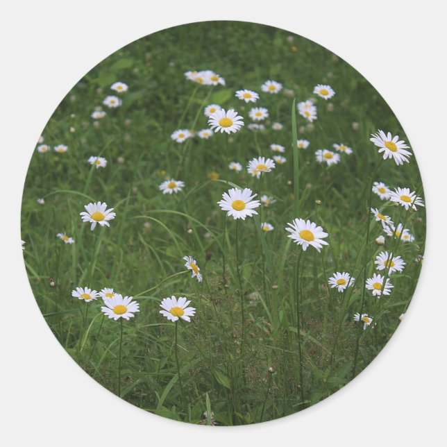 Adesivo Redondo Hill of Daisies (Frente)