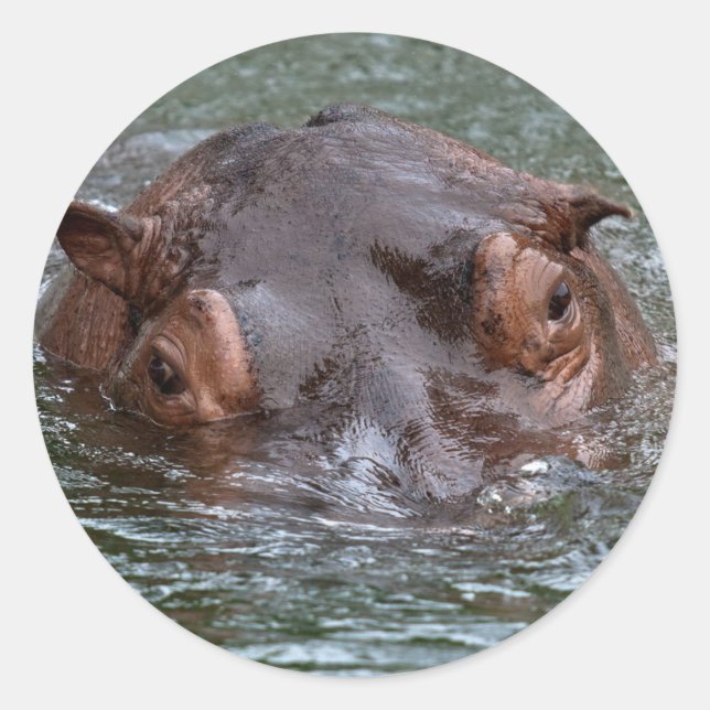 Adesivo Redondo Hippo 8879 (Frente)
