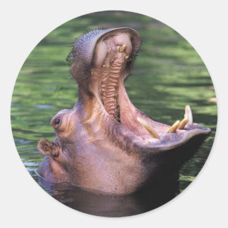 Adesivo Redondo Hippo com fome