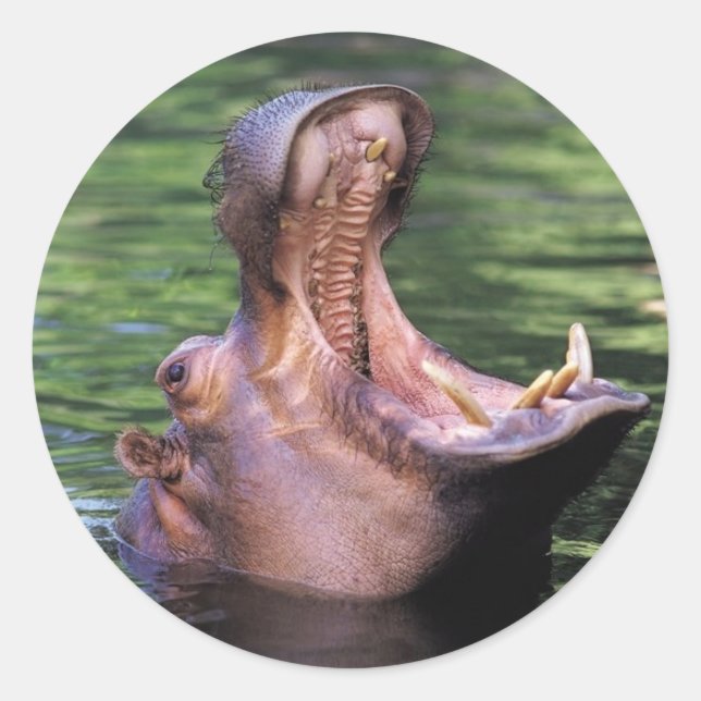 Adesivo Redondo Hippo com fome (Frente)